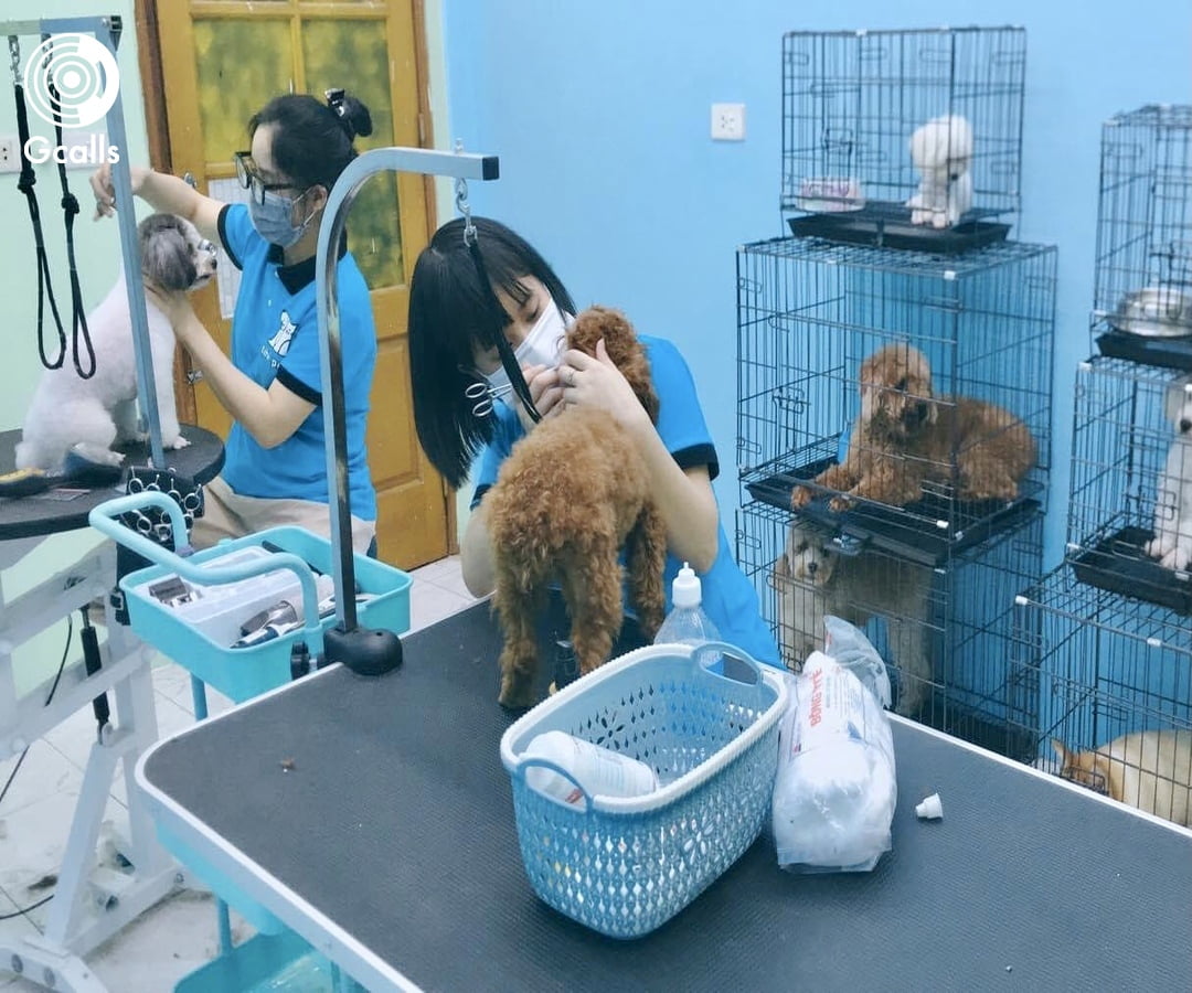 Dịch vụ chăm sóc thú cưng